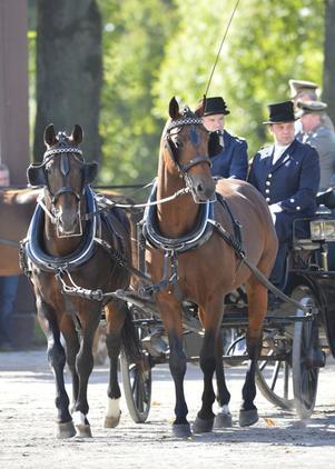 A team of Hanoverian horses pulling a wagon
