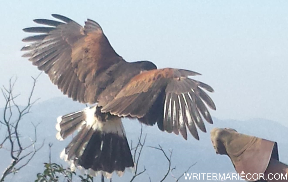 Falconry: Its History and Legacy | Writer Mariecor | WriterMariecor.com