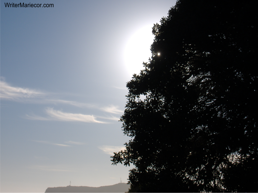 Sun and Trees | Writer Mariecor | WriterMariecor.com