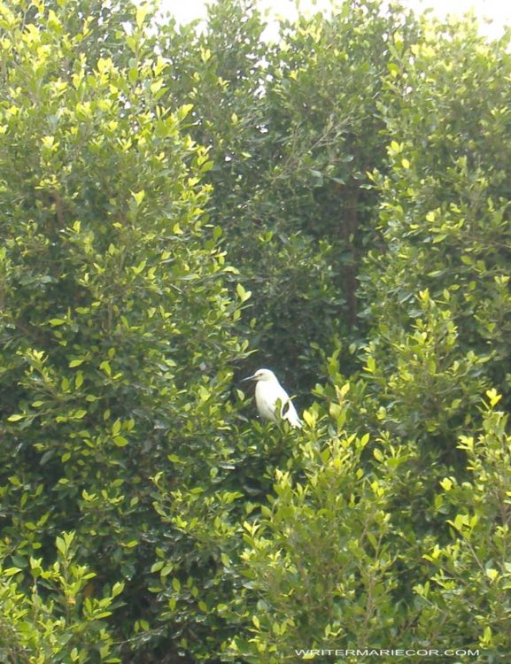 Coronado Birds: Snowy Egret and Black-Crowned Night Heron | Writer Mariecor | WriterMariecor.com