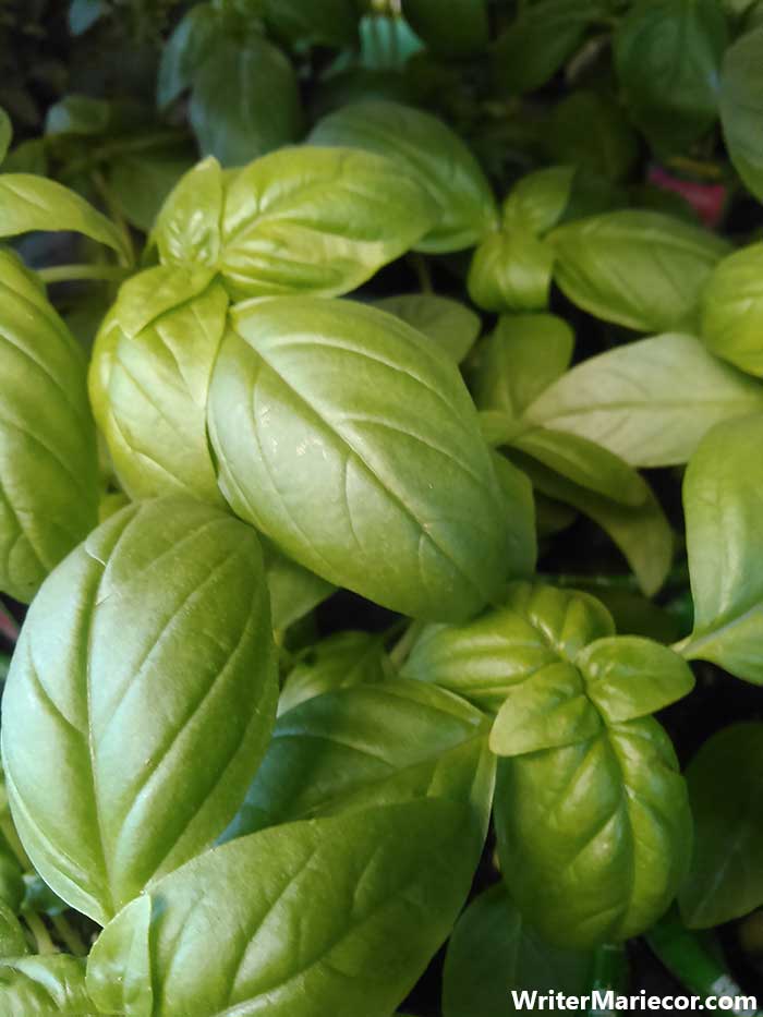 Basil | Plants That Repel Mosquitoes | WriterMariecor.com