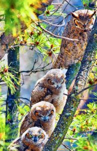 Owl Family I Writer Mariecor I WriterMariecor.com